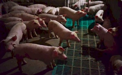 'Khẩu vị' lạ của nhà đầu tư Trung Quốc: Thờ ơ với Facebook, Apple, Amazon, chỉ thích rót tiền vào cổ phiếu các công ty bán... thịt lợn