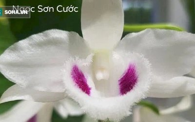 Chủ cây lan đột biến Ngọc Sơn Cước tiết lộ sự thật về con số 250 tỷ đồng