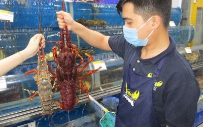 Tôm hùm, nho Úc giá rẻ đổ bộ Việt Nam