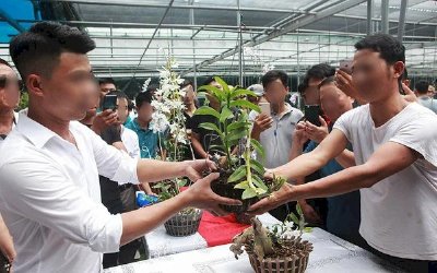 Lan đột biến giá trăm tỷ có sự thao túng tạo giao dịch ảo?