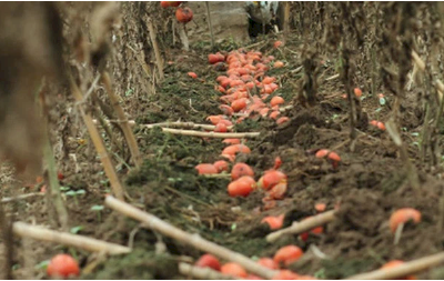 Giá quá rẻ, nông dân Hà Nội vứt bỏ củ cải, cà chua...đầy đồng vì ế ẩm