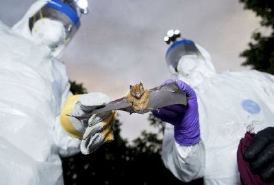 Tại sao ngày càng có nhiều loại virus mới?