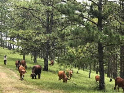 Tần suất sốt ảo đất nền gia tăng đột biến, hé lộ nguyên nhân và dự báo về đợt tăng giá tiếp theo
