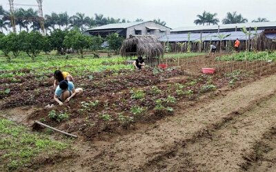 Đại gia lao tâm khổ tứ vì chôn hàng chục tỉ đồng vào farmstay, mua đất 6 triệu đồng/m2 lúc sốt, rao bán mãi không ai mua, phải bán cho chủ cũ 3 triệu đồng/m2