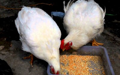 Giá gà rẻ hơn rau, hàng triệu gà giống bị đốt bỏ