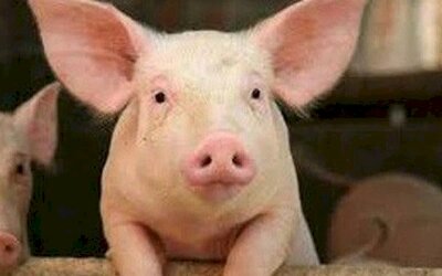 Mỗi con lợn lỗ hơn triệu, chủ nuôi lao đao, cuối năm lo thiếu thịt