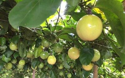 Loại quả giá cực rẻ tại Việt Nam nhưng chất lượng đứng đầu thế giới