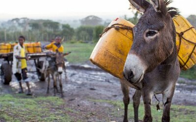 Câu chuyện con lừa và bài học kinh điển trong đầu tư chứng khoán