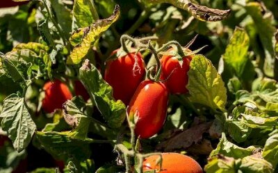 Câu chuyện quả cà chua trong lạm phát