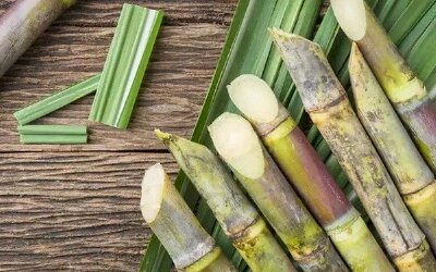 Đường mía nhập khẩu từ 5 nước ASEAN chính thức bị áp thuế chống bán phá giá và chống trợ cấp lên tới 47,64%