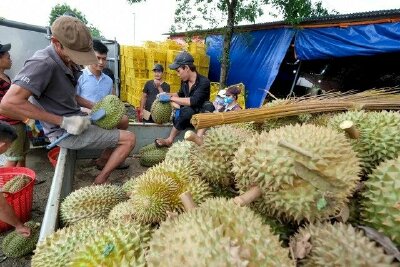 Sầu riêng sang Trung Quốc tăng hơn 4.000% chỉ trong một tháng