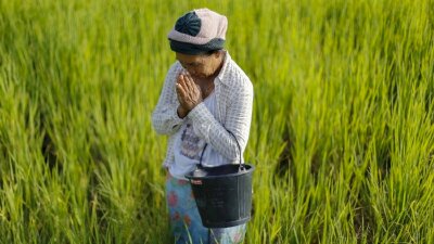 Tương lai của ngành lúa gạo Thái Lan đang bị đe dọa bởi 'kẻ xâm nhập' từ Việt Nam, lan rộng từng cánh đồng mà không biết xuất hiện khi nào