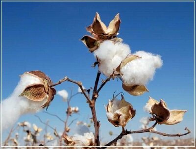 Thị trường bông tăng giá có tác động gì đến dệt may Việt Nam ?