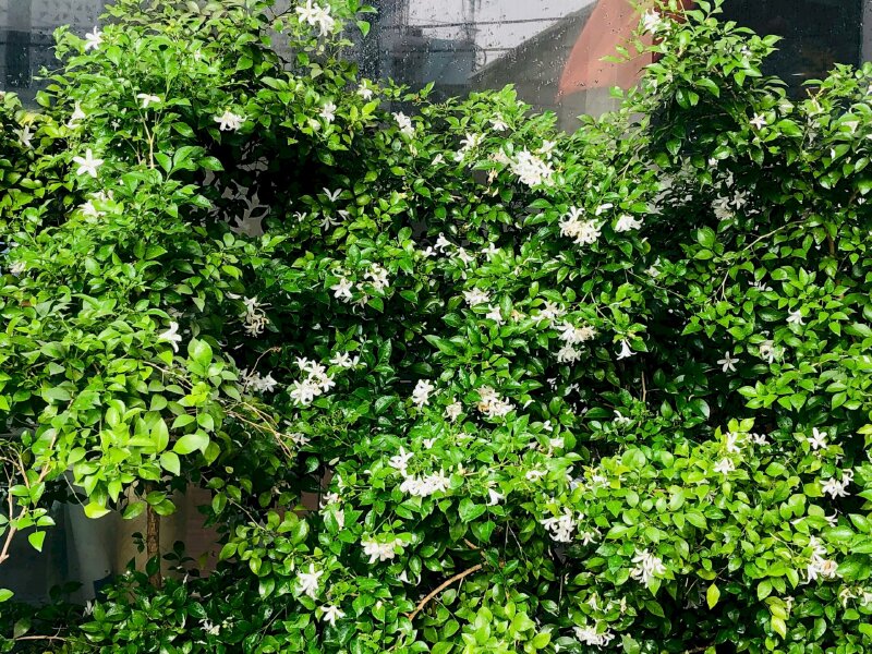 Triệu phú cũng như cây xanh, mỗi ngày đều phát triển một ít, đến ngày thành công toàn nhận được sự đố kị: 